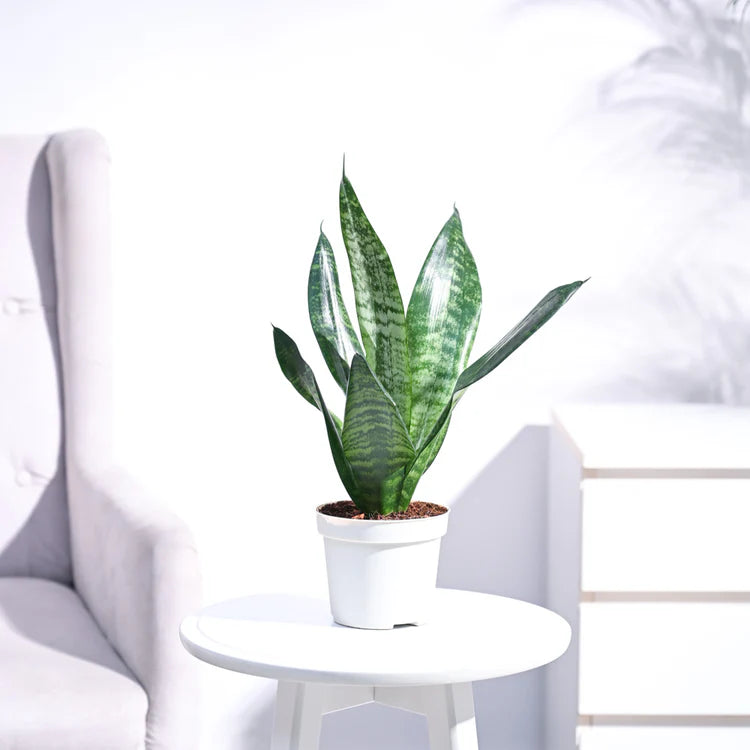 Sansevieria Green Superba