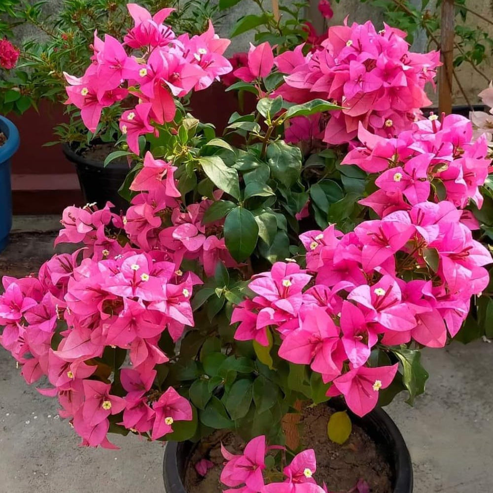 Rijnstar Pink (Rooted)