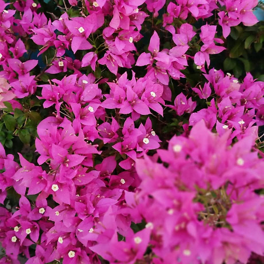 Girija by Amitav Mukherjee plant