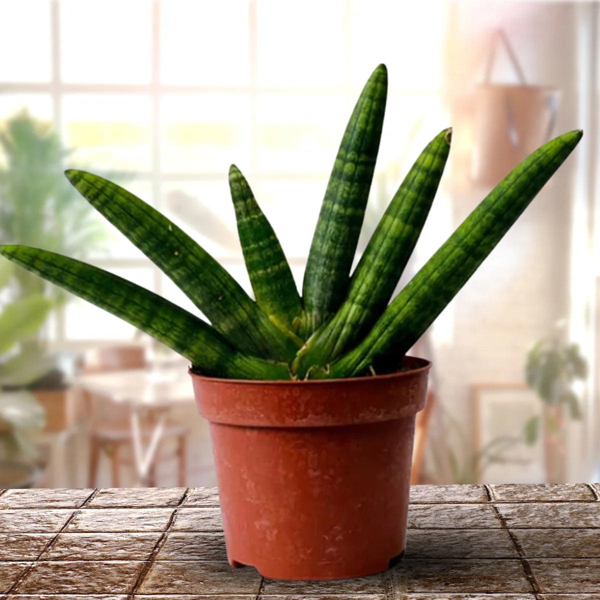 Sansevieria Boncel Plant