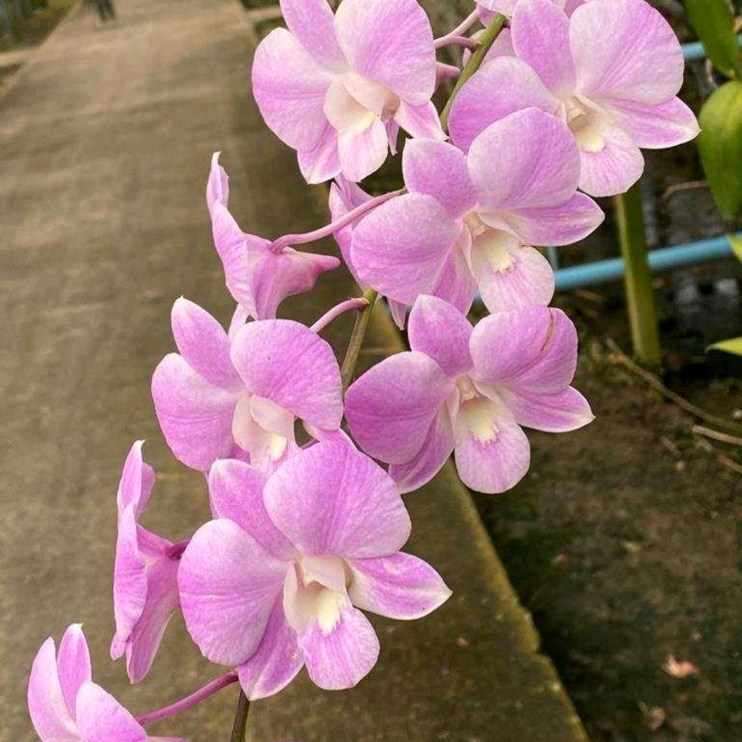 Dendrobium Burana Pink #2036_SS