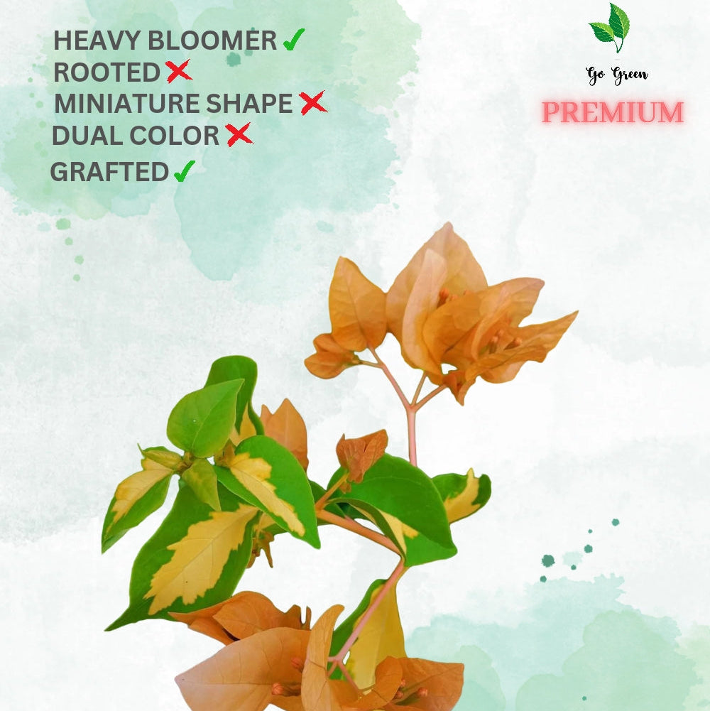 Thimma Yellow (Grafted)