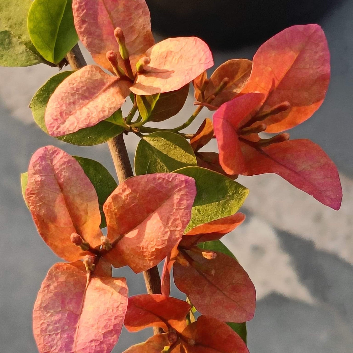 Pink Alora (Grafted)