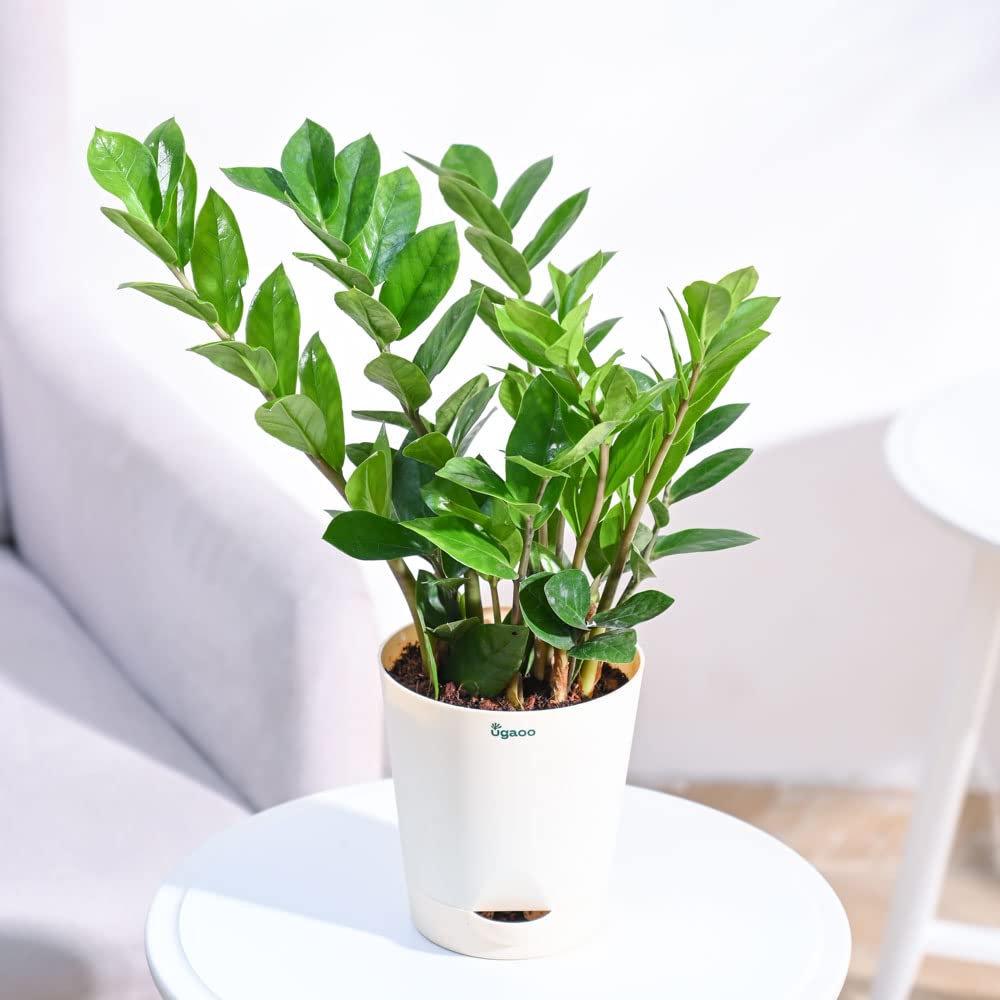 Green Zz Plant(Zamioculcas zamiifolia)