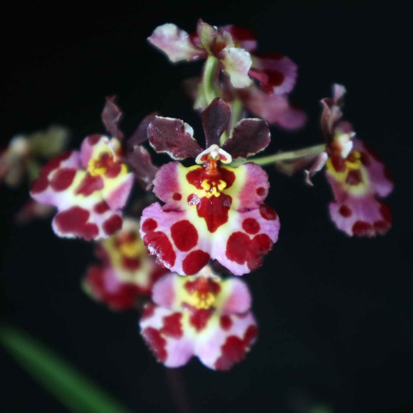 Jairak Flyer Cartoon SS