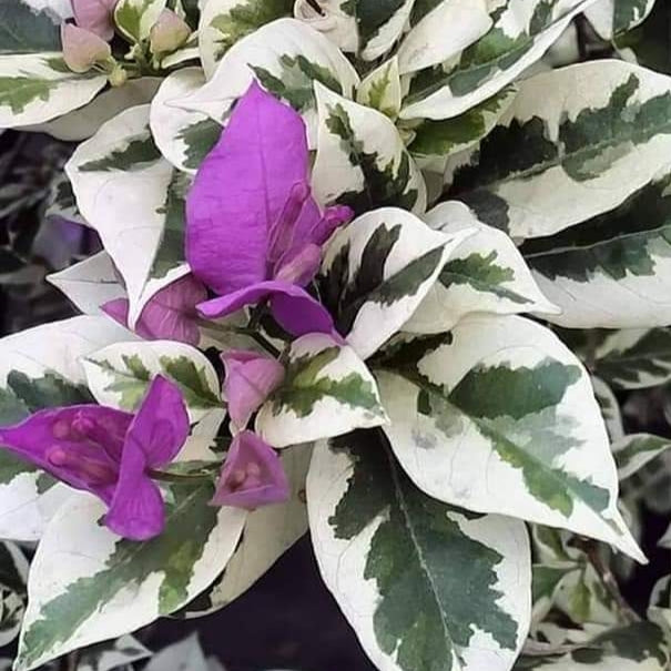 Ssb Purple (Grafted)