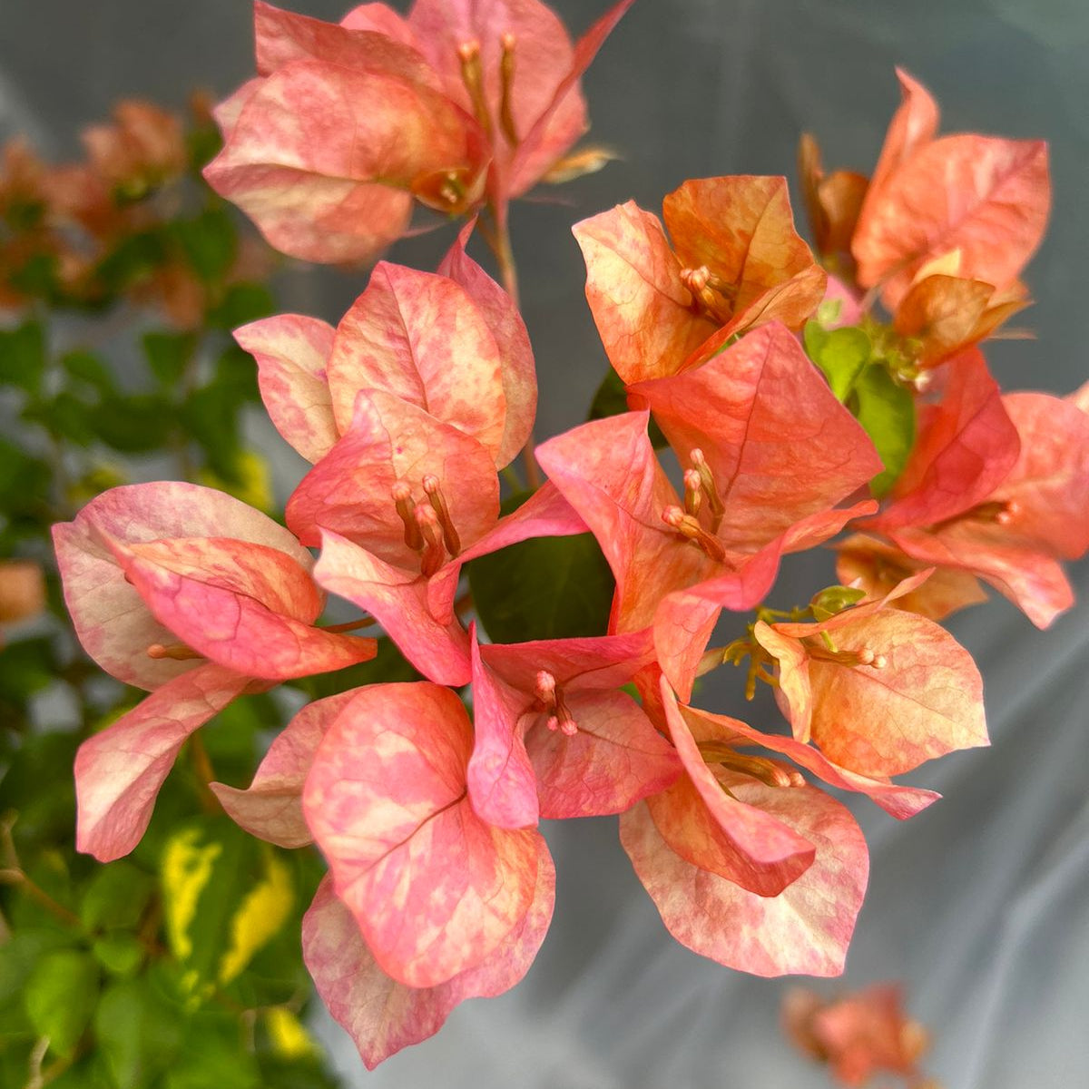 Orange September (Grafted)