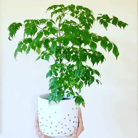 China Doll (Radermachera)