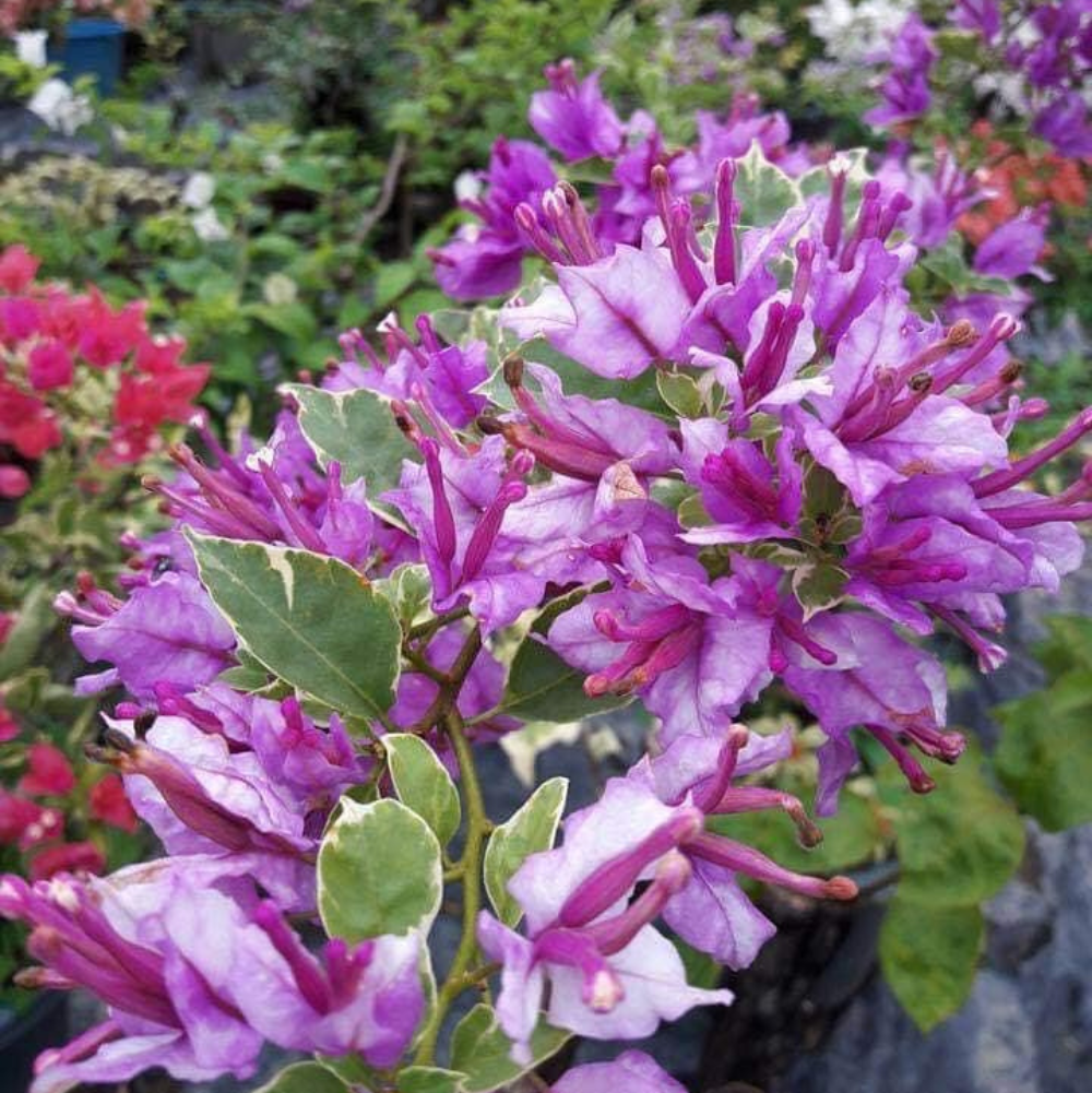 Tricolour Variegated