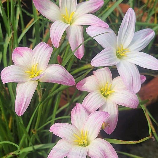 Multi Orange - GO GREEN