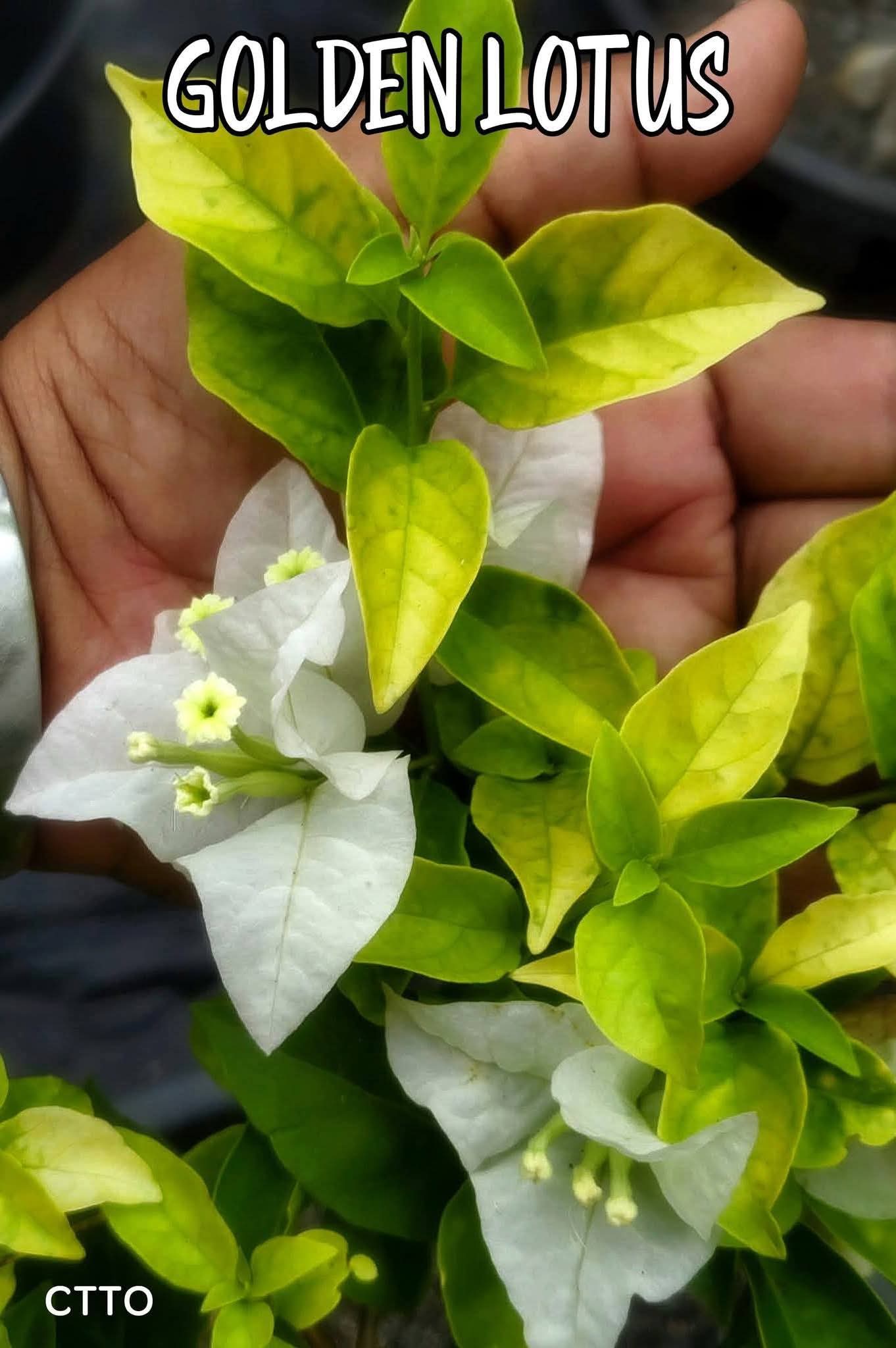 Golden Lotus