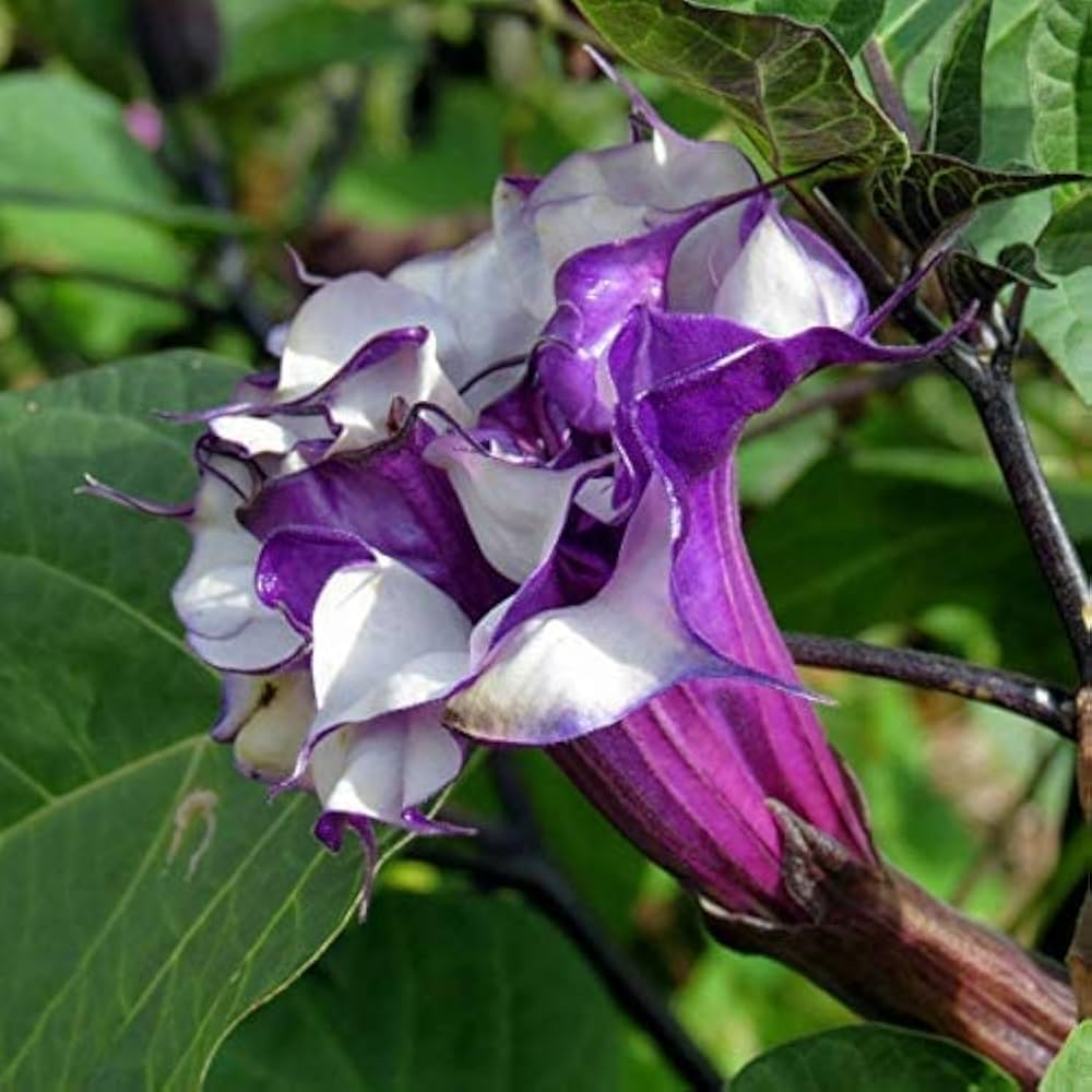 Datura Metel / Kalo Dhutro