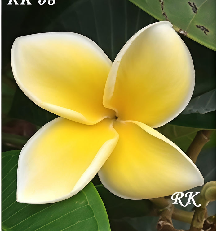 Plumeria