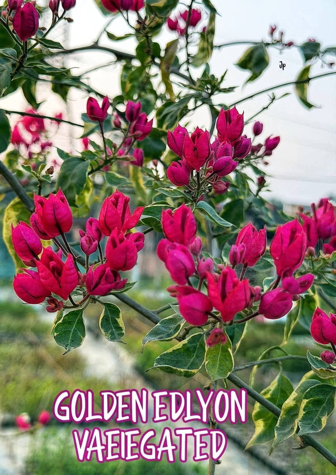 Golden Edllyon Variegated