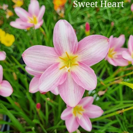 Sweet Heart - GO GREEN