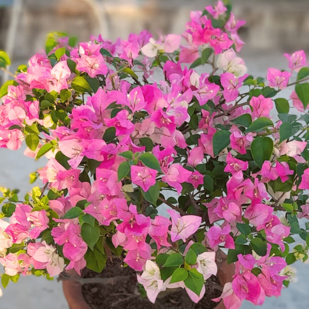 Thai Delight (Rooted) - GO GREEN