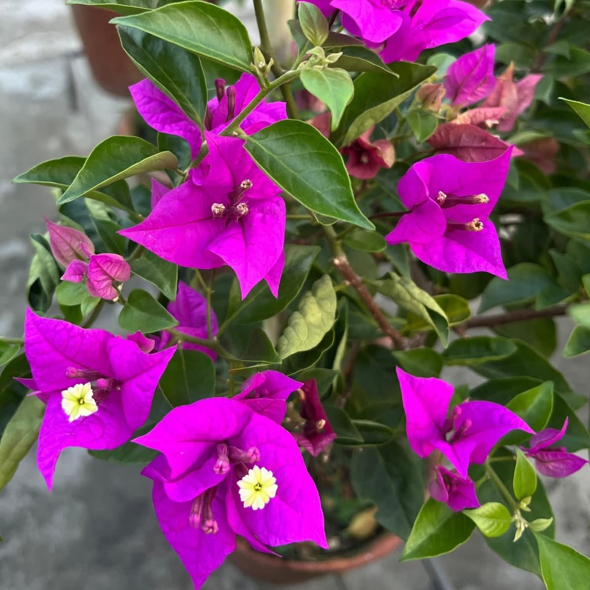 Violet Hex - GO GREEN