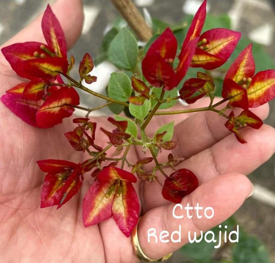 Wajid Red (Grafted) - GO GREEN