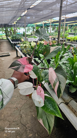 Pink Princess Philodendron: A Complete Guide to Growing This Stunning Houseplant