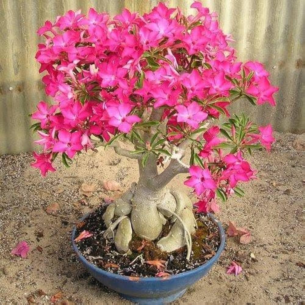 Adenium Obesum(Desert Rose Plant) - GO GREEN