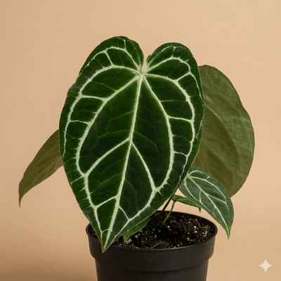 Anthurium Crystallinum