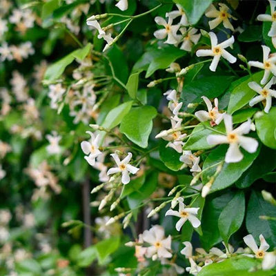 Asiatic jasmine(Trachelospermum asiaticum)