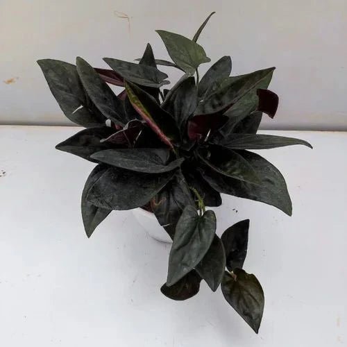 Black Money Plant(Syngonium erythrophyllum) - GO GREEN