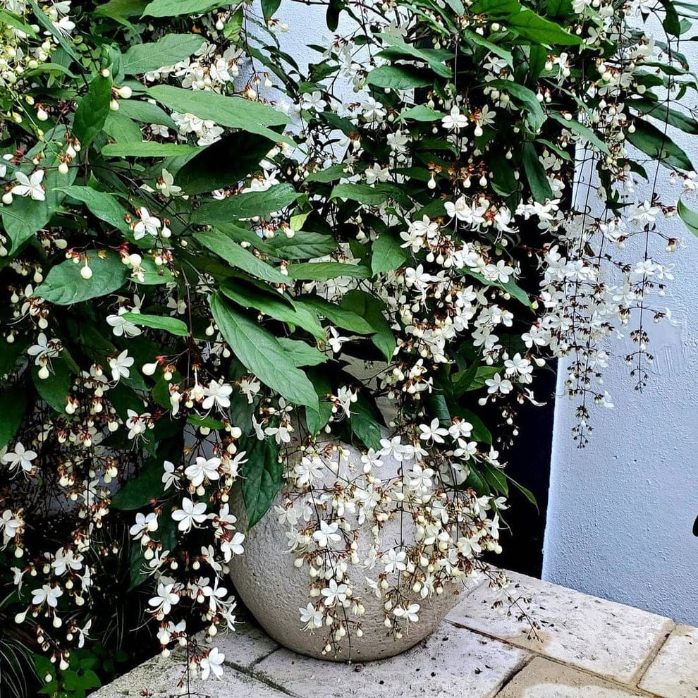 Chain of Glory - GO GREEN