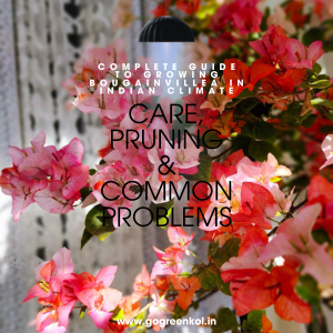 Complete Guide to Growing Bougainvillea in Indian Climate: Care, Pruning & Common Problems