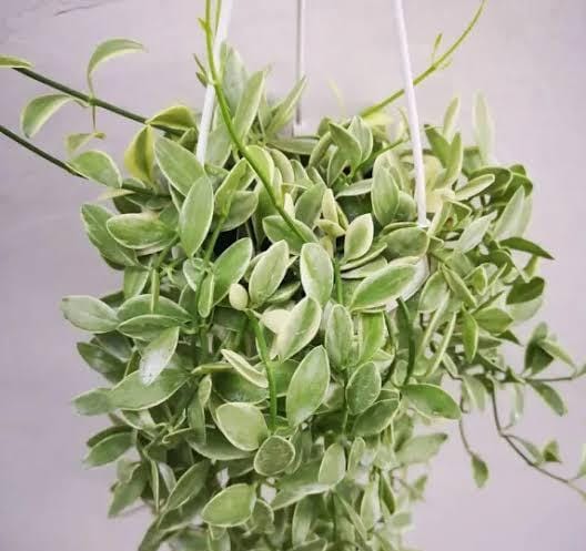 Dischidia oiantha 'Variegata' - GO GREEN