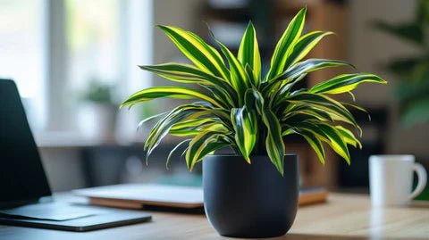 DRACAENA: Air Purifying Plant - GO GREEN
