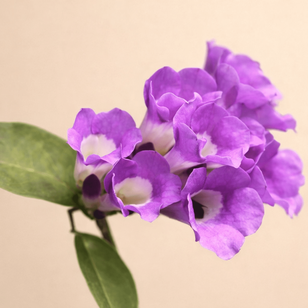 Garlic Vine(Rosunlota) - GO GREEN