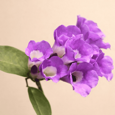 Garlic Vine(Rosunlota)