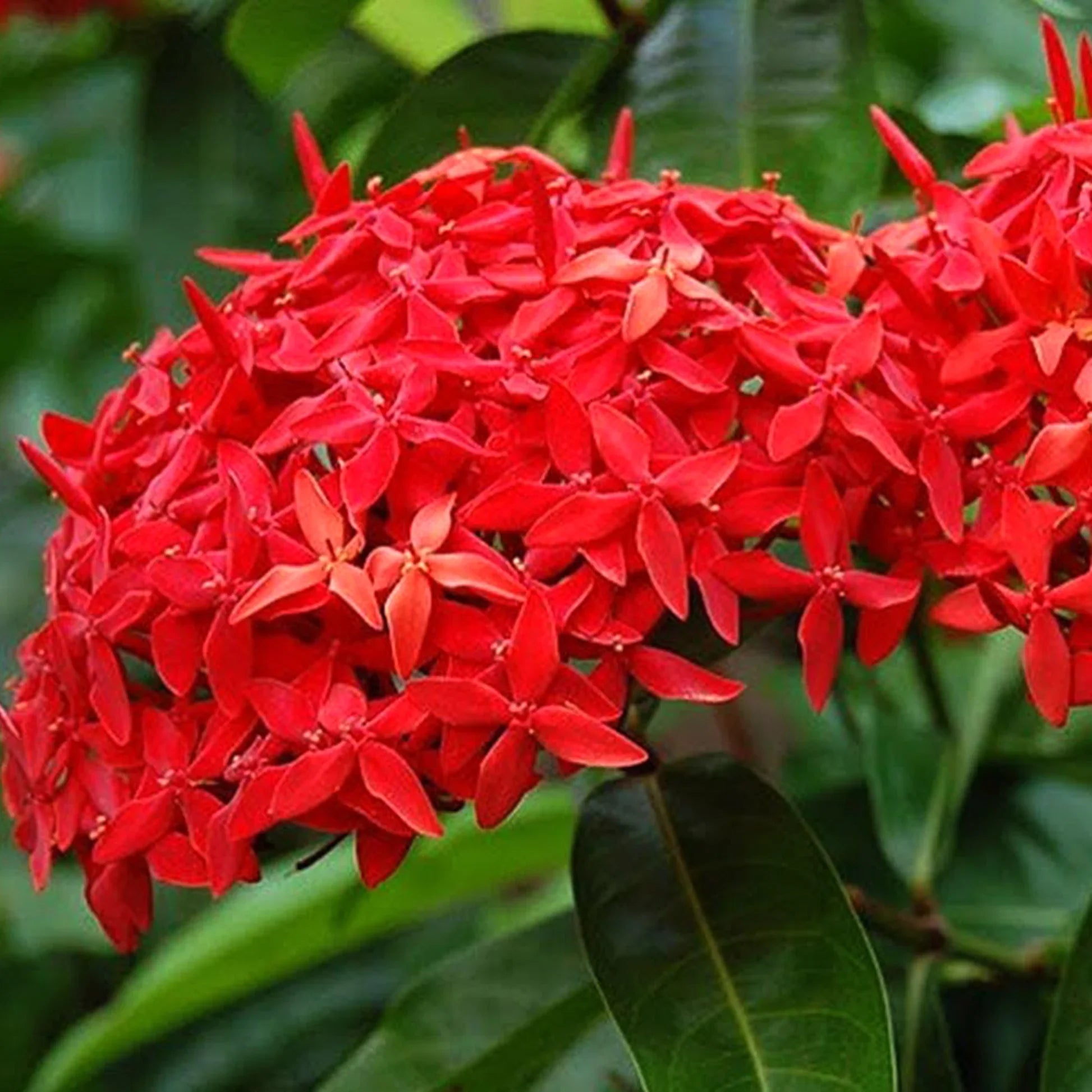 Ixora Plant - GO GREEN