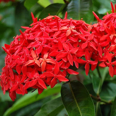 Ixora Plant