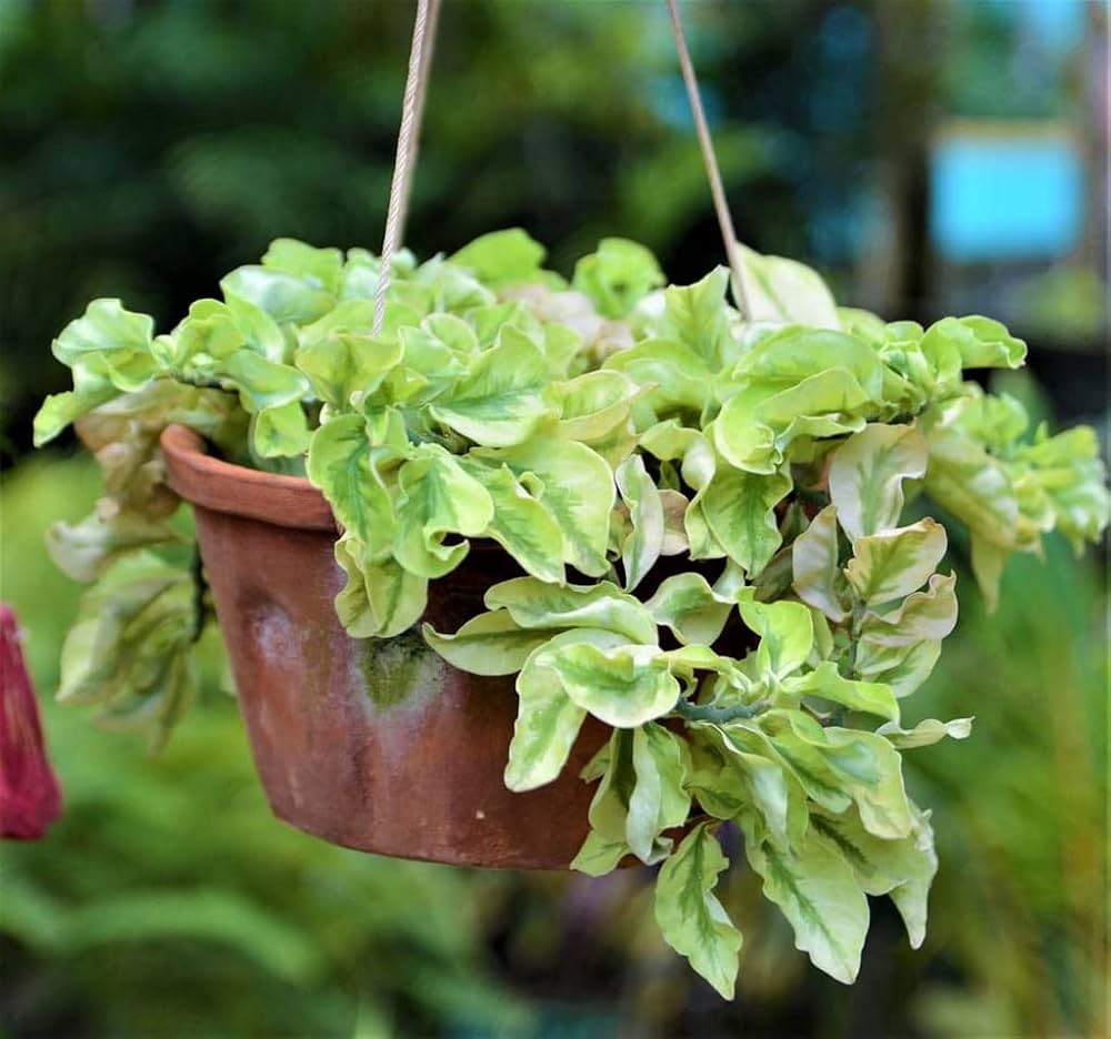 Pedilanthus Curley(Euphorbia tinthe malodies) - GO GREEN