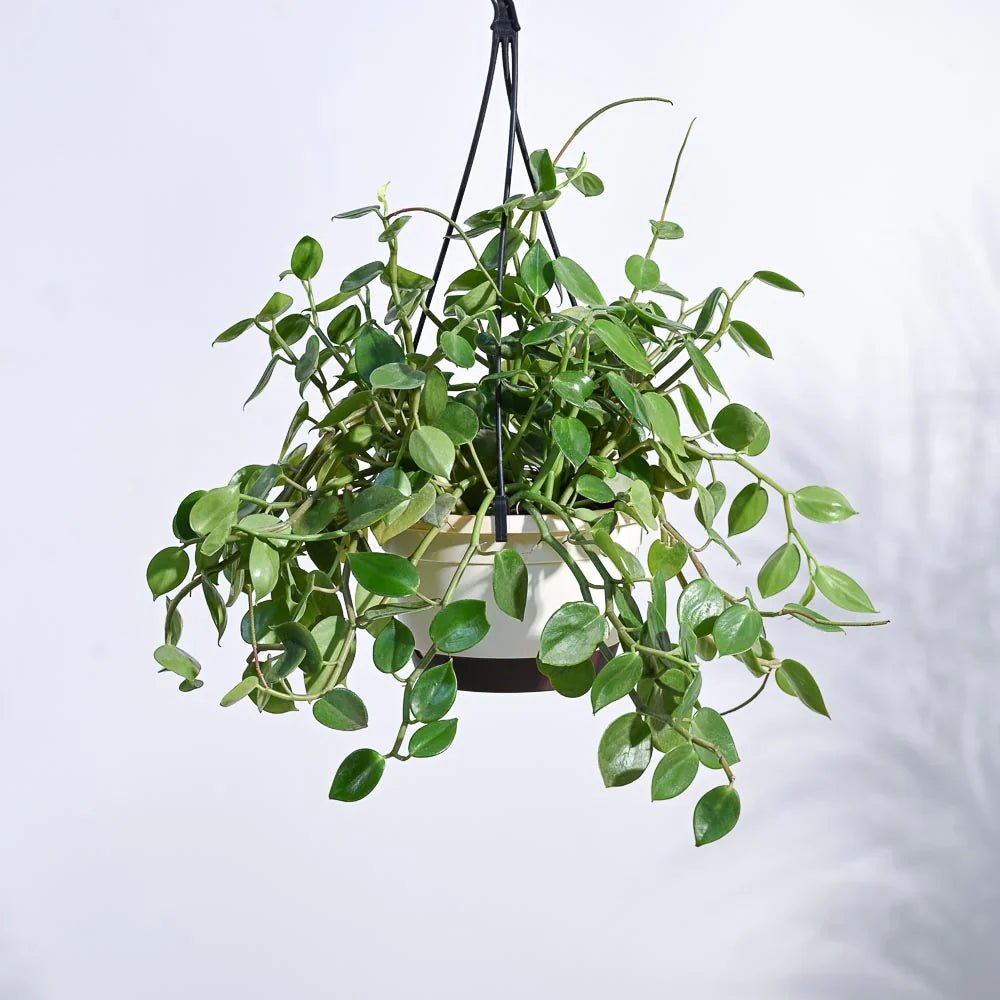 Peperomia Plant - GO GREEN