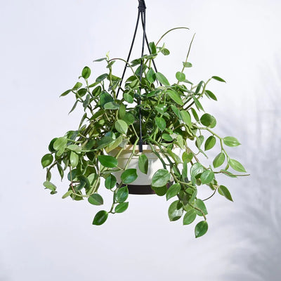 Peperomia Plant
