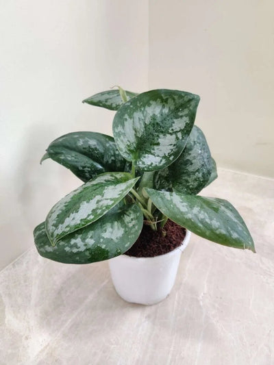 Satin Pothos / Scindapsus pictus