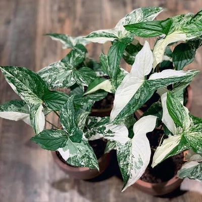 Syngonium Albo