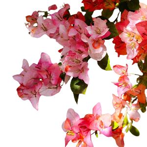Bougainvillea