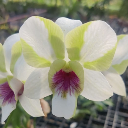 Dendrobium Nopporn Star Bright # 1331