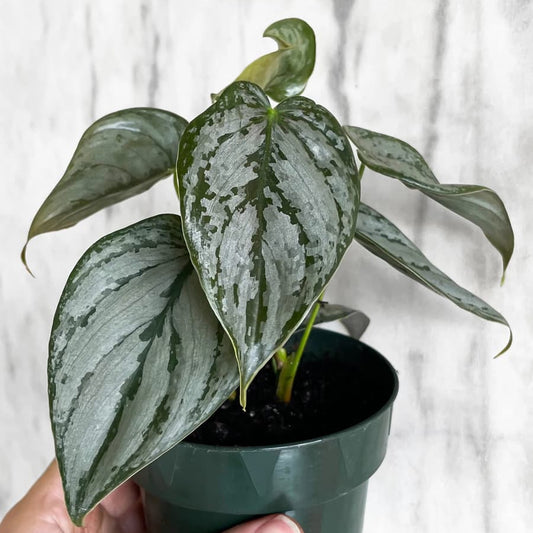Philodendron Brandtianum
