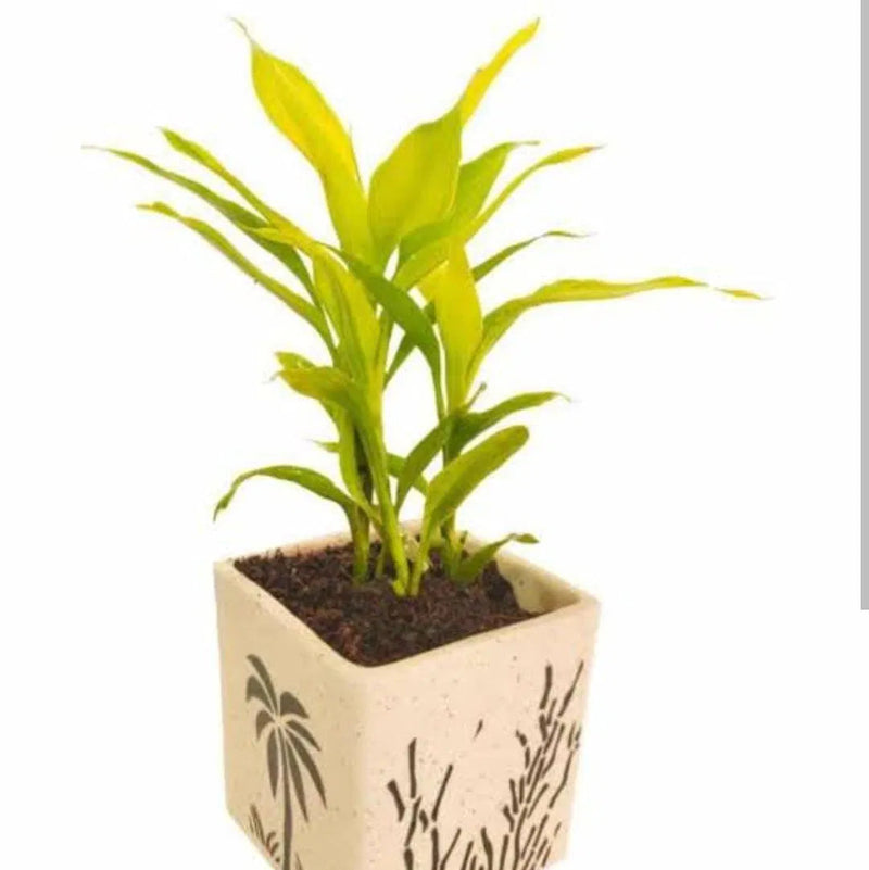 Golden Lucky Bamboo