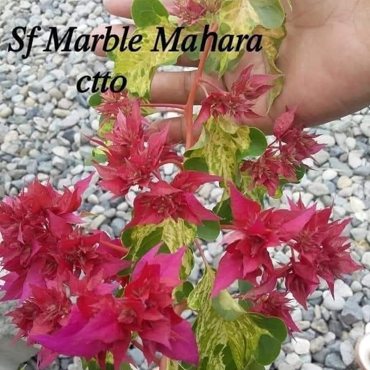 SF Mahara