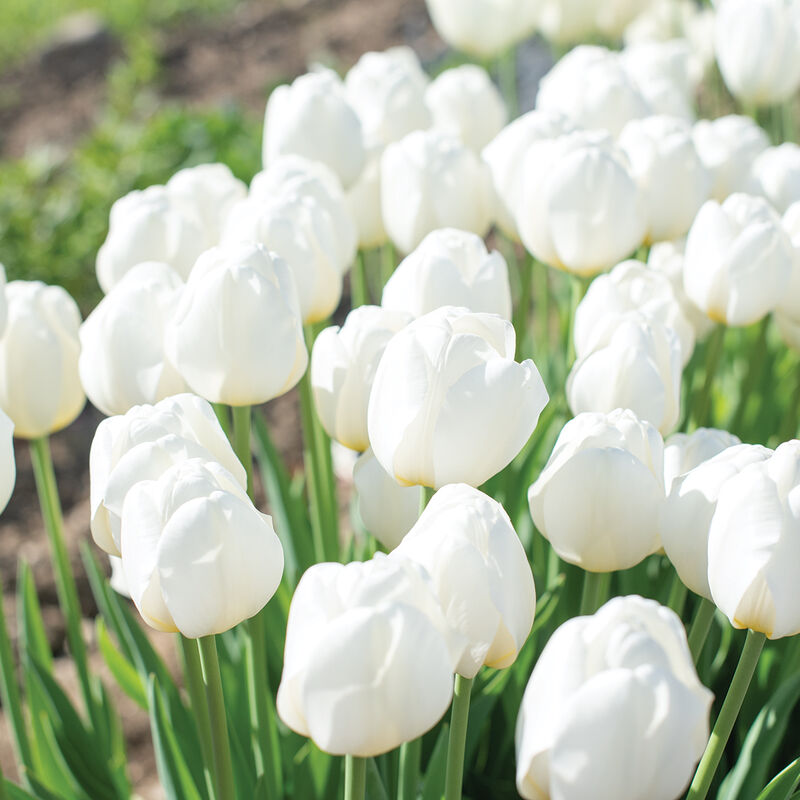 Tulip Hakkun (White)