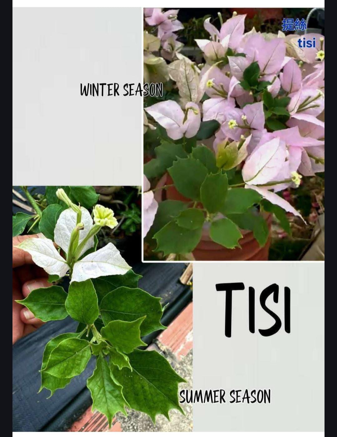 Tisi
