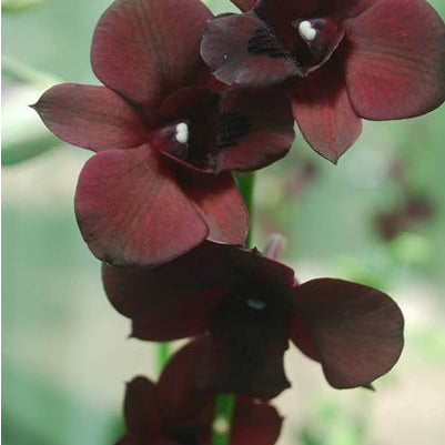 Dendrobium Black Pearl