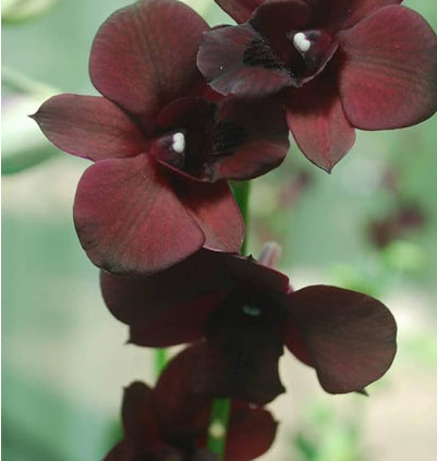Dendrobium Black Pearl