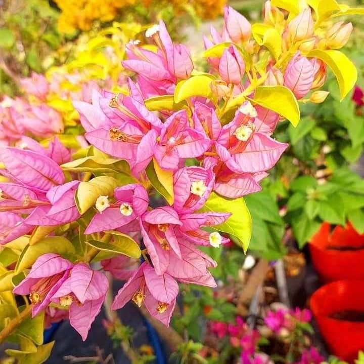 Tanglong Moonlight (Grafted)